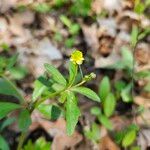 Ranunculus abortivus Flower