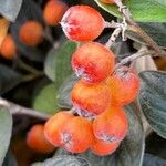 Cotoneaster franchetii Fruit