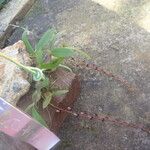 Bulbophyllum falcatum Облик