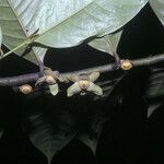 Guatteria punctata Flower