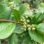 Aronia arbutifolia Fruit