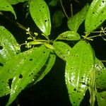 Miconia brenesii Leaf