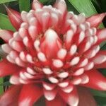 Guzmania monostachia പുഷ്പം