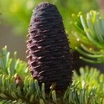 Abies koreana Fruit