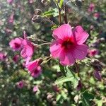 Malva unguiculata 花