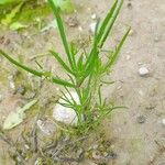 Plantago afra ശീലം