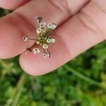 Capsella rubella Blomst