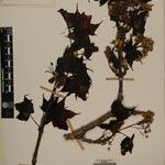 Acer caesium Muu