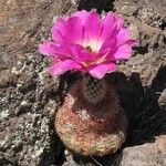 Echinocereus pectinatus Flor