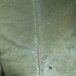 Endlicheria pyriformis Máis
