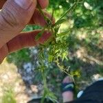 Linum maritimum 葉