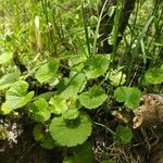 Hydrocotyle ranunculoides 葉