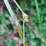Carex remota Квітка