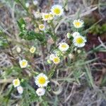Erigeron strigosus Fula
