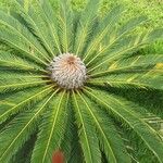 Cycas revoluta Хабит