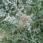 Agrostis gigantea Flor