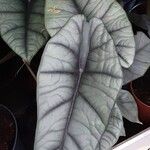 Alocasia baginda Folha