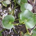 Heteranthera reniformis Leaf