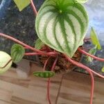 Peperomia argyreia Folha