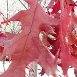 Quercus coccinea Leaf