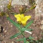 Hypericum linariifolium 花