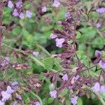 Clinopodium nepetaFlower