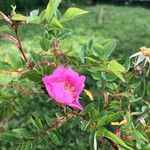 Rosa palustris Květ