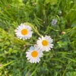 Leucanthemum ircutianum Квітка