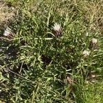 Carlina acaulis Hábito