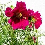 Cosmos bipinnatus Fula