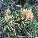 Juniperus phoenicea Blad