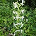 Platanthera bifolia Hábito