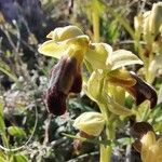 Ophrys fusca Žiedas