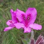 Pelargonium cucullatum Blomst