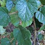 Rubus tricolor Leaf