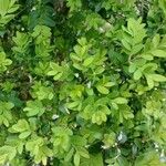 Buxus sempervirensList