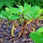 Chenopodium quinoa Habit