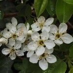Prunus mahaleb Blüte