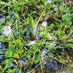 Pontederia crassipes Flower