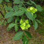 Ptelea trifoliata Lapas