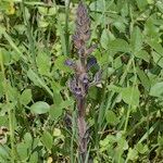 Orobanche lavandulacea Habitus