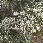 Cytisus multiflorus Flower