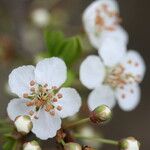 Prunus japonica 花