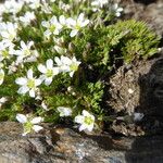 Minuartia recurva Casca