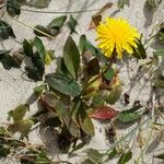 Sonchus bulbosus Alkat (teljes növény)