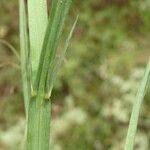 Lathyrus annuus Leaf