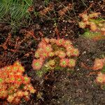 Drosera leucoblasta Hoja