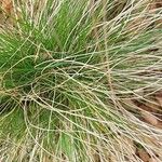 Festuca gautieri Leaf