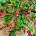 Abutilon megapotamicum Hoja
