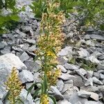 Solidago virgaureaFiore